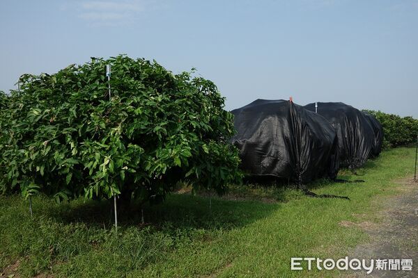 ▲即時清除雜草、殘枝或落果，避免阻塞排水。（圖／高雄區農改場提供）