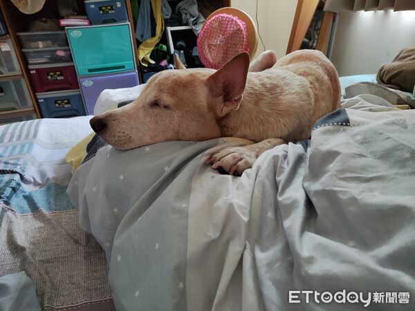 ▲。（圖／有點毛毛的／侯怡君提供）