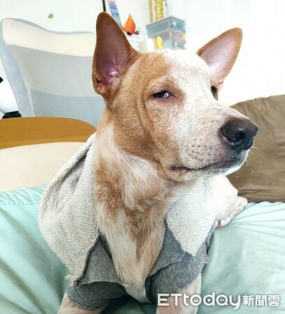 ▲。（圖／有點毛毛的／侯怡君提供）