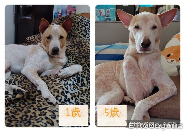 ▲。（圖／有點毛毛的／侯怡君提供）