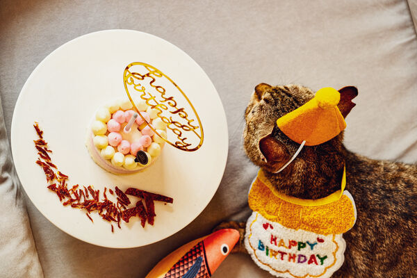 ▲▼太魯閣晶英酒店推出寵物專案。（圖／業者提供）