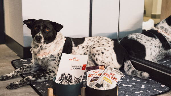 ▲▼太魯閣晶英酒店推出寵物專案。（圖／業者提供）