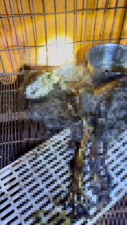 ▲新竹狗園疑似收取高昂照顧費「一狗5萬」，現場卻發現有超過10幾隻犬隻被活活餓死。（圖／翻攝自Threads／邵柏虎）