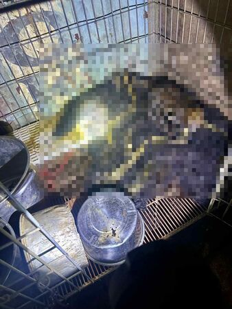 ▲新竹狗園疑似收取高昂照顧費「一狗5萬」，現場卻發現有超過10幾隻犬隻被活活餓死。（圖／翻攝自Threads／邵柏虎）