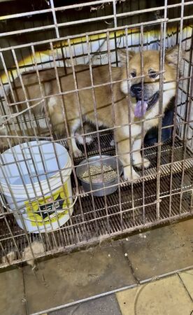 ▲新竹狗園疑似收取高昂照顧費「一狗5萬」，現場卻發現有超過10幾隻犬隻被活活餓死。（圖／翻攝自Threads／邵柏虎）