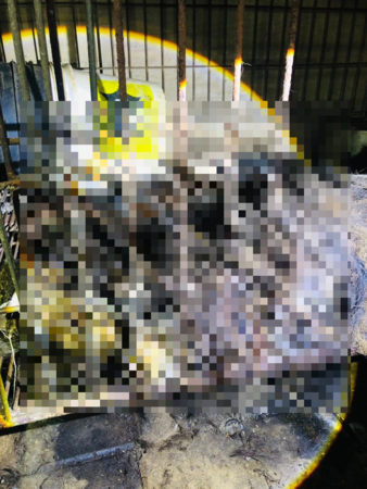 新竹狗園煉獄。（圖／翻攝自臉書「邵柏森-虎哥救援大小事」）