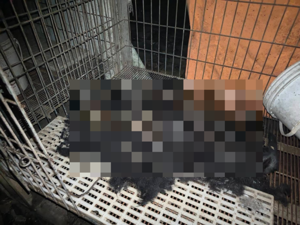 新竹狗園煉獄。（圖／翻攝自臉書「邵柏森-虎哥救援大小事」）