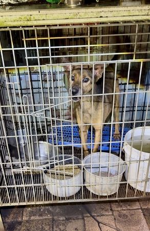 新竹狗園煉獄。（圖／翻攝自臉書「邵柏森-虎哥救援大小事」）