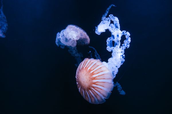 ▲台中海洋館將於8月21日啟動試營運。（圖／業者提供）