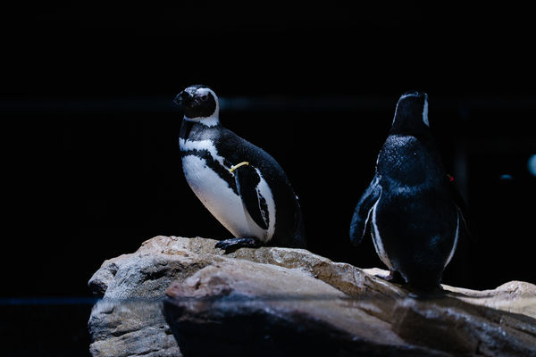 ▲台中海洋館將於8月21日啟動試營運。（圖／業者提供）