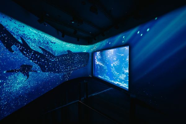 ▲台中海洋館將於8月21日啟動試營運。（圖／業者提供）