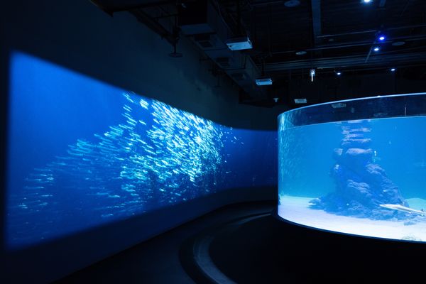 ▲台中海洋館將於8月21日啟動試營運。（圖／業者提供）