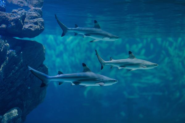 ▲台中海洋館將於8月21日啟動試營運。（圖／業者提供）