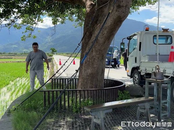 ▲池上鄉公所五花大綁守護「金城武樹」。（圖／記者楊晨東翻攝）