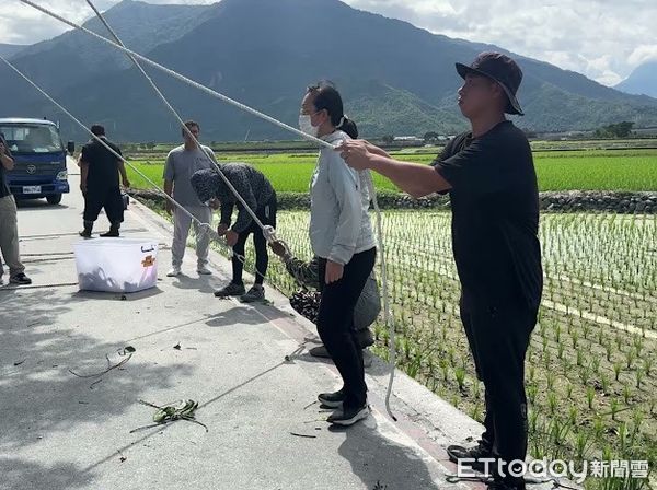 ▲池上鄉公所五花大綁守護「金城武樹」。（圖／記者楊晨東翻攝）