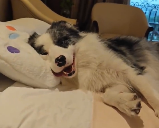 ▲▼邊牧犬陪睡房。（圖／翻攝自微博）