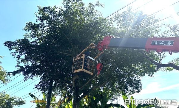 ▲▼楊柳將登陸穿台「高雄納首波警戒」　市府趕工修剪路樹防颱。（圖／記者賴文萱翻攝）