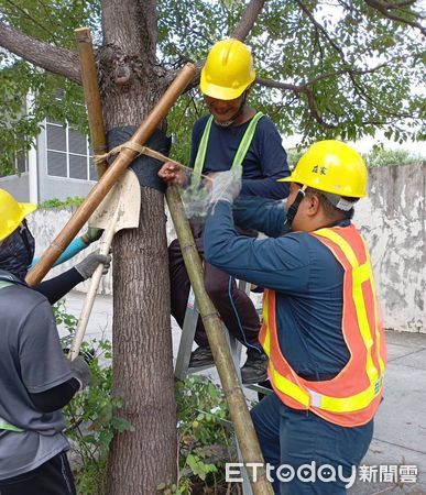 ▲▼楊柳將登陸穿台「高雄納首波警戒」　市府趕工修剪路樹防颱。（圖／記者賴文萱翻攝）