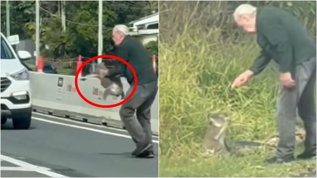 ▲▼無尾熊誤闖馬路！阿公英勇救回下秒「超嚴肅訓話」　20秒片爆紅。（圖／翻攝TikTok）