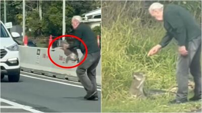 無尾熊誤闖馬路！阿公英勇救回「下秒超嚴肅訓話」　20秒片爆紅