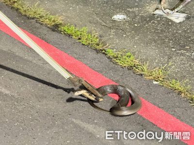 高雄小港眼鏡蛇出沒！近2月「3落網2在逃」　里長籲散步要小心