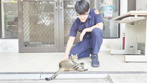 ▲桃園市大溪警分局榮華派出所領養小貓「小胖」，昨天幫忙制伏臭青母。（圖／大溪警方提供）