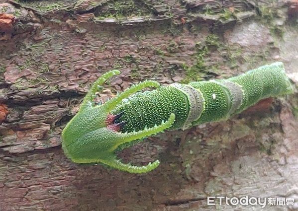 ▲。（圖／山友余小姐提供，請勿隨意翻拍，以免侵權。）