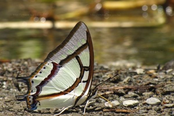 ▲。（圖／翻攝自農業知識入口網)