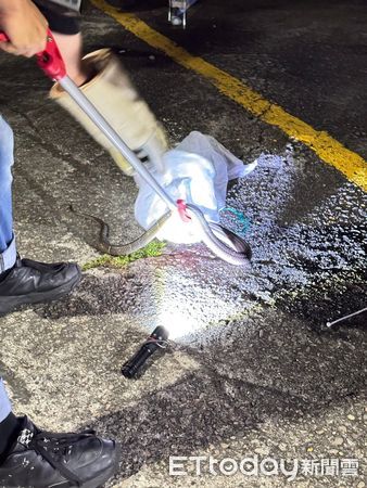 ▲▼毒蛇出沒！高雄小港2個月「5眼鏡蛇亂竄」，里長警告：散步要小心。（圖／鳳興里里長洪富賢提供）