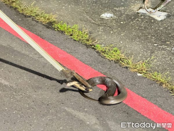 ▲▼毒蛇出沒！高雄小港2個月「5眼鏡蛇亂竄」，里長警告：散步要小心。（圖／鳳興里里長洪富賢提供）