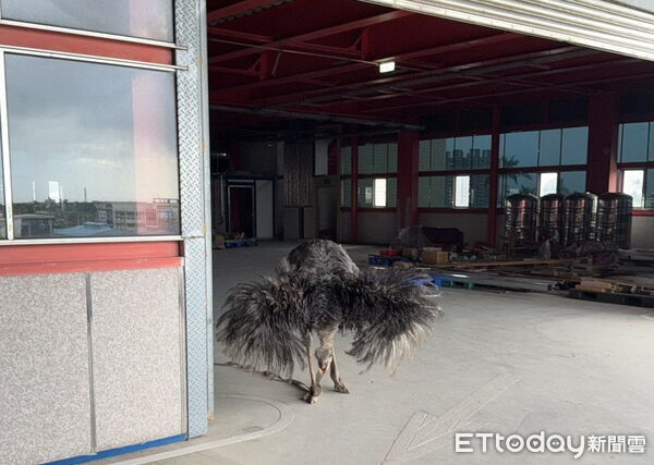 ▲▼凌晨越圍欄逃出，在羅東鎮狂奔亂跑後被抓到的駝鳥。（圖／記者游芳男翻攝，下同）