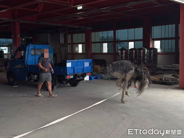 ▲▼凌晨越圍欄逃出，在羅東鎮狂奔亂跑後被抓到的駝鳥。（圖／記者游芳男翻攝，下同）