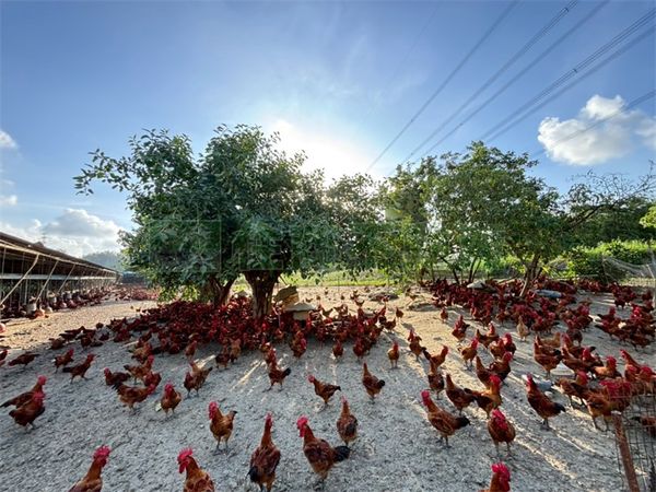▲▼             。（圖／記者張雅雲翻攝）