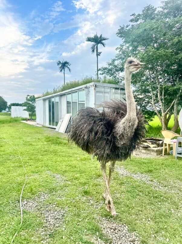 ▲楊柳雨夜驚魂！宜蘭「鴕鳥」凌晨翹家　「狀圍到羅東」狂奔5公里。（圖／飼主@a5457jing提供）