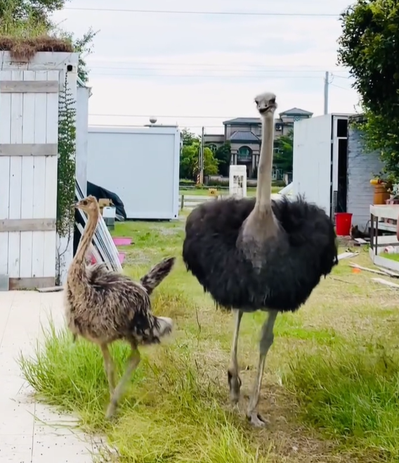 ▲楊柳雨夜驚魂！宜蘭「鴕鳥」凌晨翹家　「狀圍到羅東」狂奔5公里。（圖／飼主@a5457jing提供）
