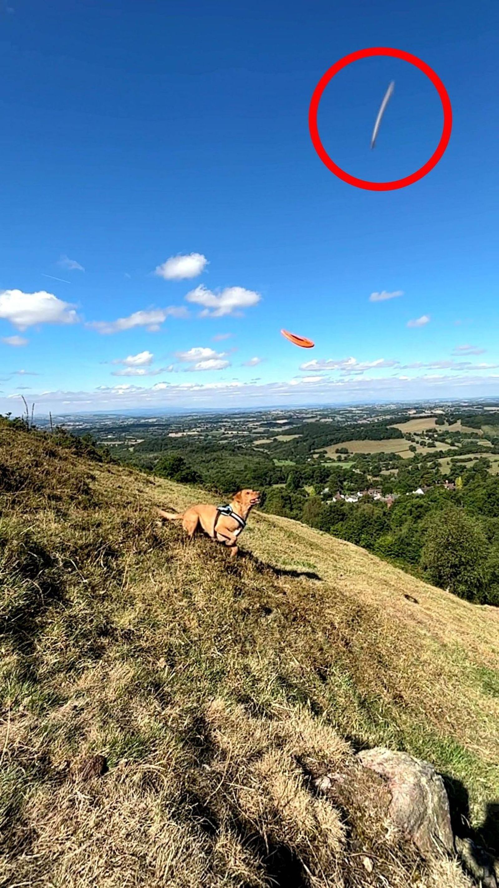 幽浮？他陪狗狗玩飛盤　空中閃過「高速白影」800萬人搶看