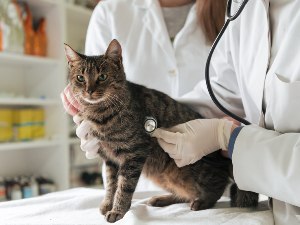 ▲未經核准擅自輸入動物用藥品恐面臨刑事責任。（示意圖／達志影像）