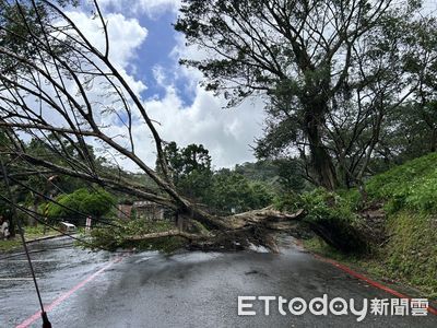楊柳颱風來襲!北市老泉里大樹傾倒「整棵腰斬」 現場畫面曝