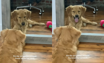 黃金獵犬照鏡子「意外發現有牙齒」　11秒表情包爆紅：真的很凶