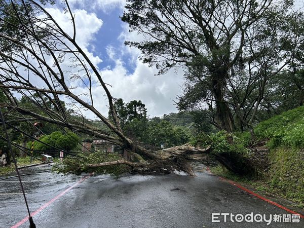 ▲▼台北市文山區老泉街45巷內有樹倒了。（圖／記者黃彥傑翻攝)