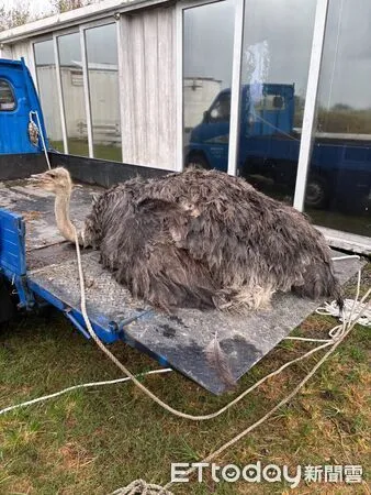 ▲楊柳雨夜驚魂！宜蘭「鴕鳥」凌晨翹家　「狀圍到羅東」狂奔5公里。（圖／飼主@a5457jing 提供）