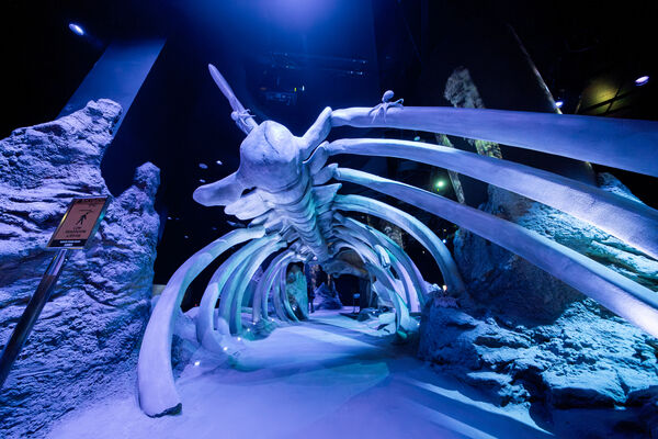 ▲S.E.A.海洋館擴建升級成新加坡海洋生態館，已於7月下旬重啟開幕，館區規模擴大三倍之多。（圖／聖淘沙名勝世界提供）