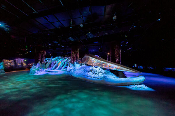 ▲S.E.A.海洋館擴建升級成新加坡海洋生態館，已於7月下旬重啟開幕，館區規模擴大三倍之多。（圖／聖淘沙名勝世界提供）