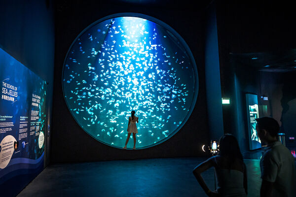 ▲S.E.A.海洋館擴建升級成新加坡海洋生態館，已於7月下旬重啟開幕，館區規模擴大三倍之多。（圖／聖淘沙名勝世界提供）