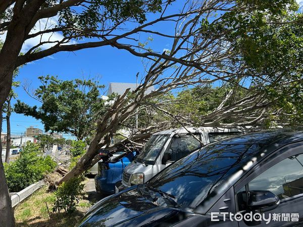 ▲楊柳颱風尚未登陸強風就發威，竹南游泳池停車場發生行道樹傾倒，砸毀5輛車輛災情。（圖／記者楊永盛翻攝）