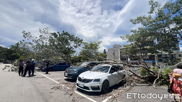 ▲楊柳颱風尚未登陸強風就發威，竹南游泳池停車場發生行道樹傾倒，砸毀5輛車輛災情。（圖／記者楊永盛翻攝）