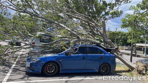 ▲楊柳颱風尚未登陸強風就發威，竹南游泳池停車場發生行道樹傾倒，砸毀5輛車輛災情。（圖／記者楊永盛翻攝）