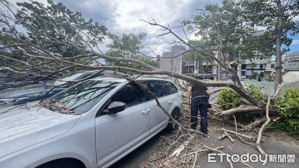 ▲楊柳颱風尚未登陸強風就發威，竹南游泳池停車場發生行道樹傾倒，砸毀5輛車輛災情。（圖／記者楊永盛翻攝）