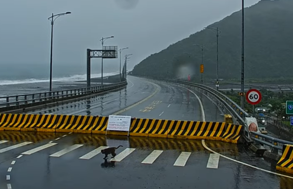 猴子觀浪。（圖／翻攝自Youtube@Amazing Taitung 台東就醬玩）