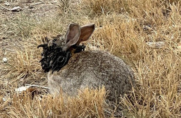 頭臉長出觸手狀恐怖黑瘤　社區出現多隻「變種怪兔」專家曝真相。（圖／翻攝自Reddit）
